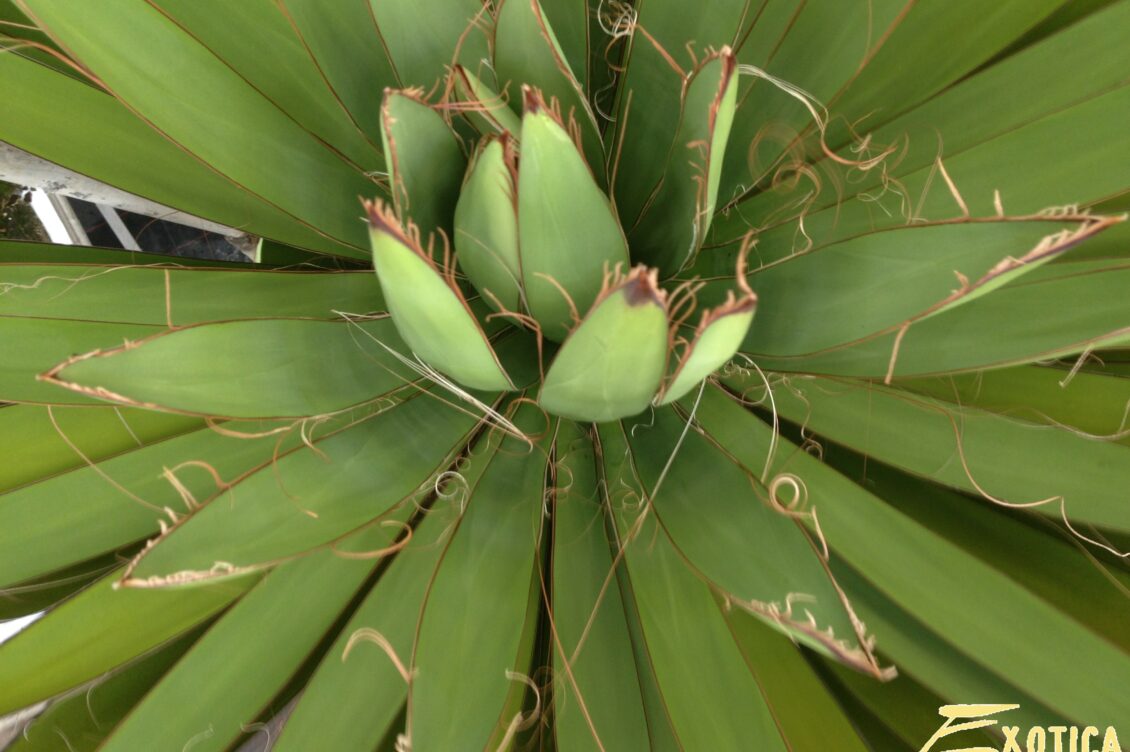 Yuccas Plantencentrum Exotica