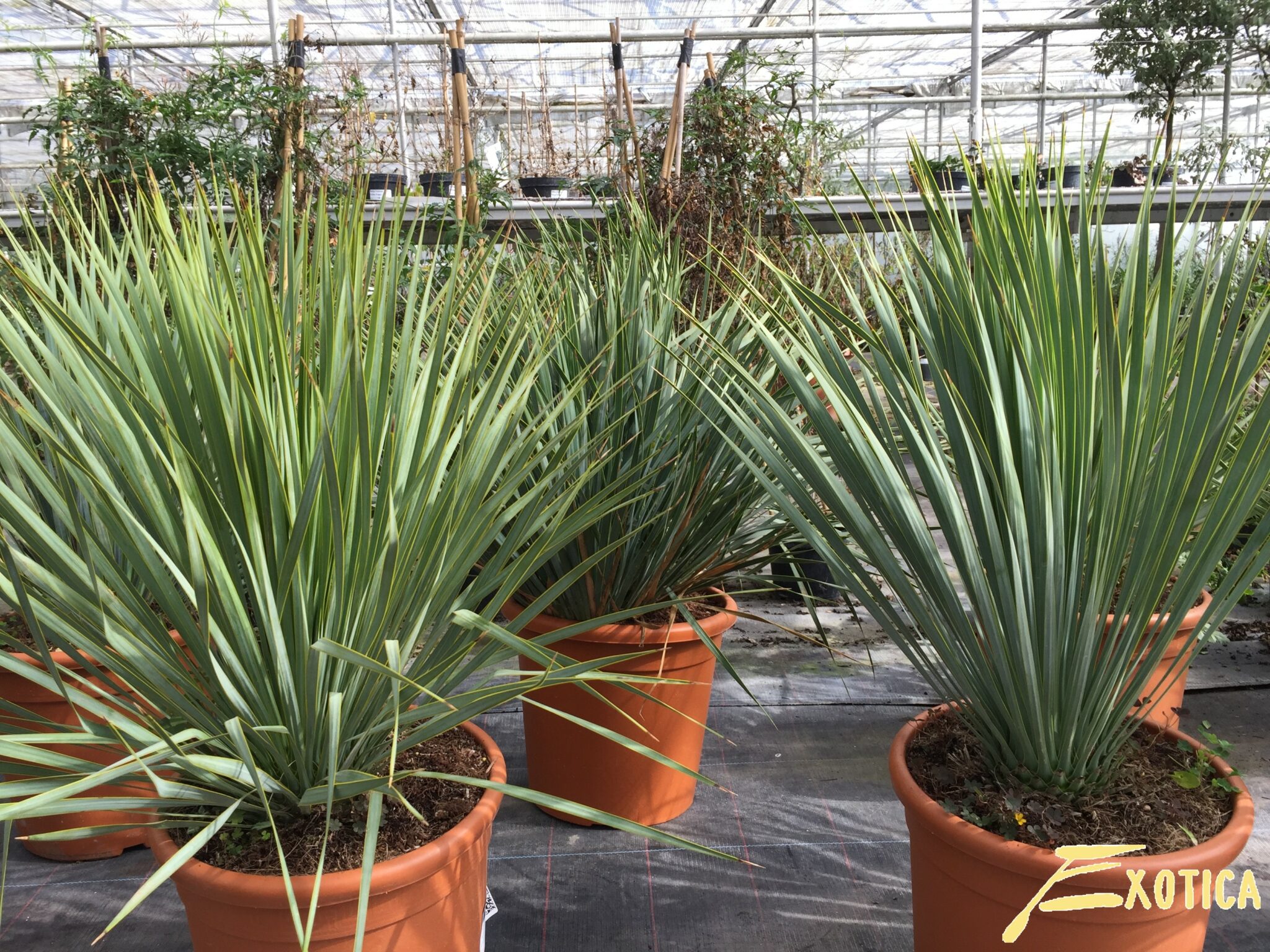 Yucca Rostrata Beaked Yucca Plantencentrum Exotica