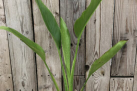 Ravenala Madagascariensis – Baum des Reisenden