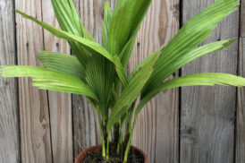 Licuala Grandis (Fan Palm)