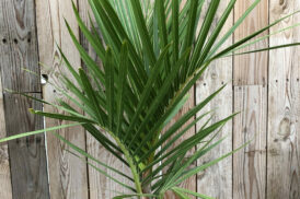 Hyophorbe Verschaffeltii – Bottle Palm