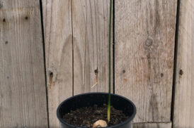 Cycas Siamensis – Thailändischer Sago