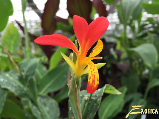 Canna Brasiliensis Plantencentrum Exotica