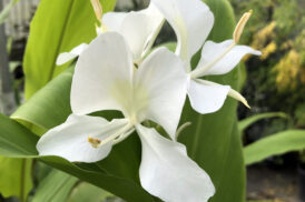 Hedychium Coronarium – Witte siergember