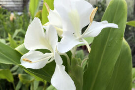 Hedychium Coronarium – Witte siergember