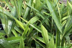 Alpinia galanga – Thai ginger