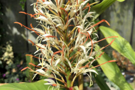 Hedychium Gracilis