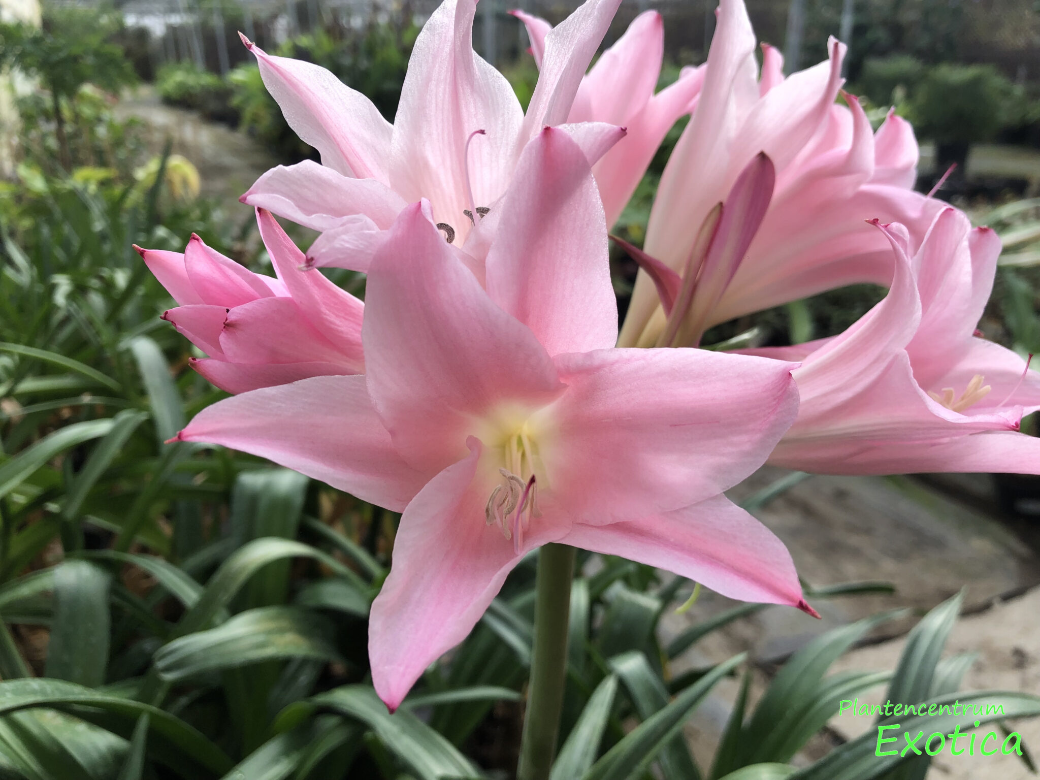 Amarcrinum Howardii – Plantencentrum Exotica