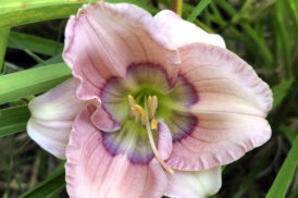 Hemerocallis ‘Regency Charade’