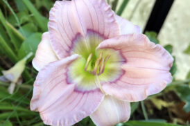 Hemerocallis ‘Regency Charade’