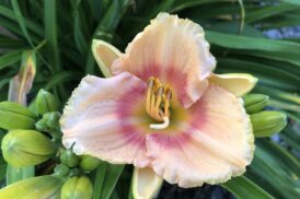 Hemerocallis ‘Süßer Zucker’