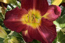 Hemerocallis ‘Scarlet Orbit’