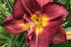 Hemerocallis ‘Scarlet Orbit’