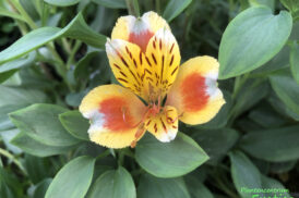 Alstroemeria Brise d’été 50/60