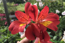 Alstroemeria Chaleur d’été 50/60