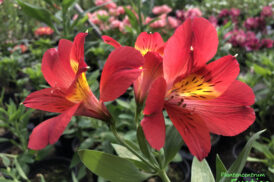 Alstroemeria Summer Heat 50/60