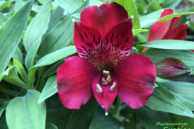 Alstroemeria Rot 30/40