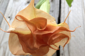 Brugmansia DS Corail