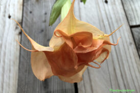 Brugmansia DS Corail