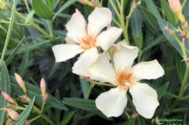 Nerium Oleander (pot 15) in varieteiten