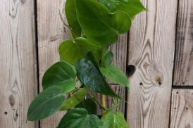 Philodendron Scandens