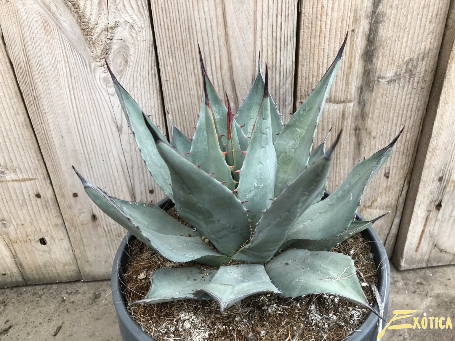 Agave Havardiana – Plantencentrum Exotica