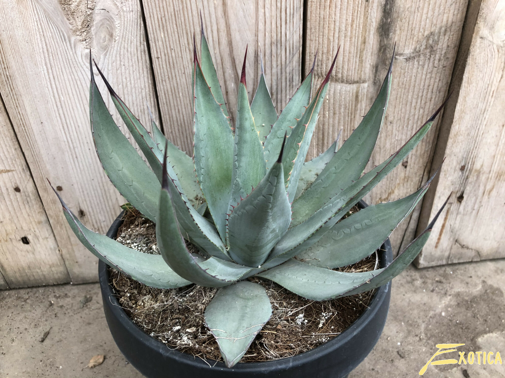 Agave Parryi Var. Neomexicana – Plantencentrum Exotica