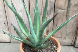 Agave Difformis