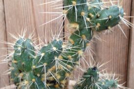 Opuntia Neuquensis