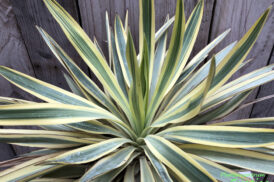 Yucca Gloriosa “Bright Star”