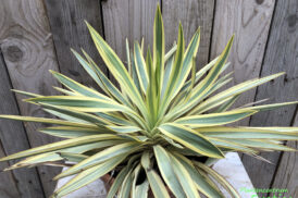 Yucca Gloriosa “Heller Stern”