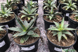 Agave univittata