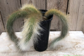 Cleistocactus Colademononis – Apenstaart