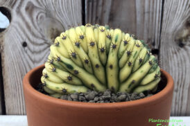 Trichocereus Pachanoi Cristata Lemon (50/50)