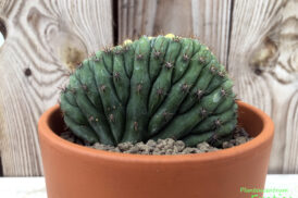 Trichocereus Pachanoi Cristata Lemon (50/50)