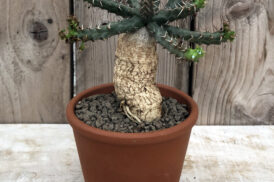 Euphorbia Micracantha