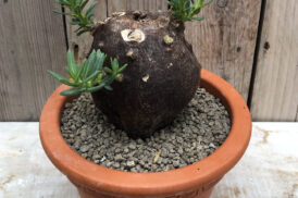 Pachypodium succulentum