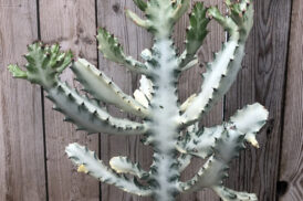 Euphorbia lactea ‘White Ghost’