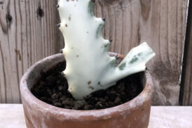 Euphorbia lactea ‘White Ghost’