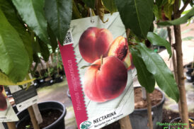 Prunus persica nucipersica – Nectarine