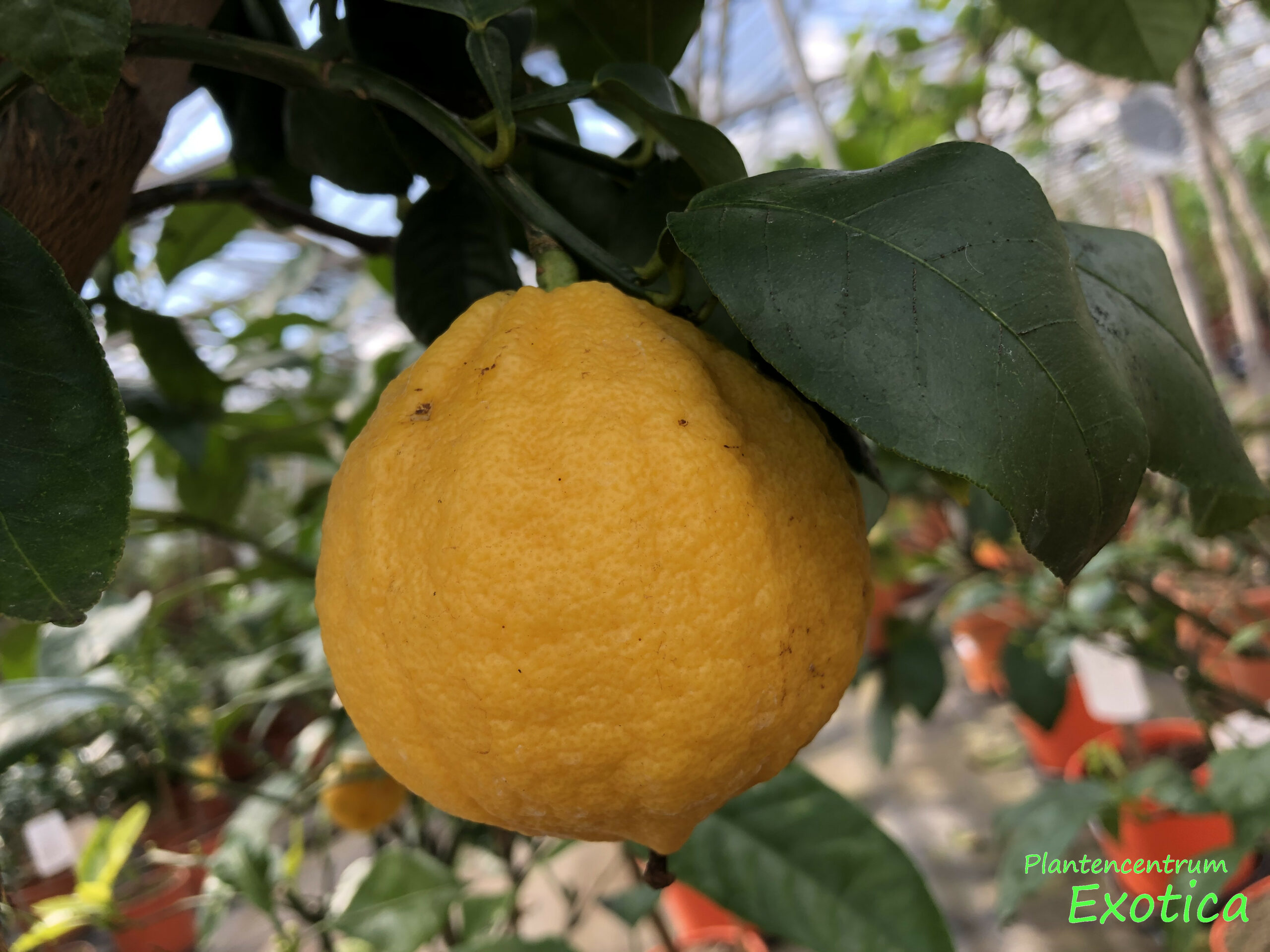 Glimmend Dwars zitten rand Citrus Bergamia (Bergamot) – Plantencentrum Exotica