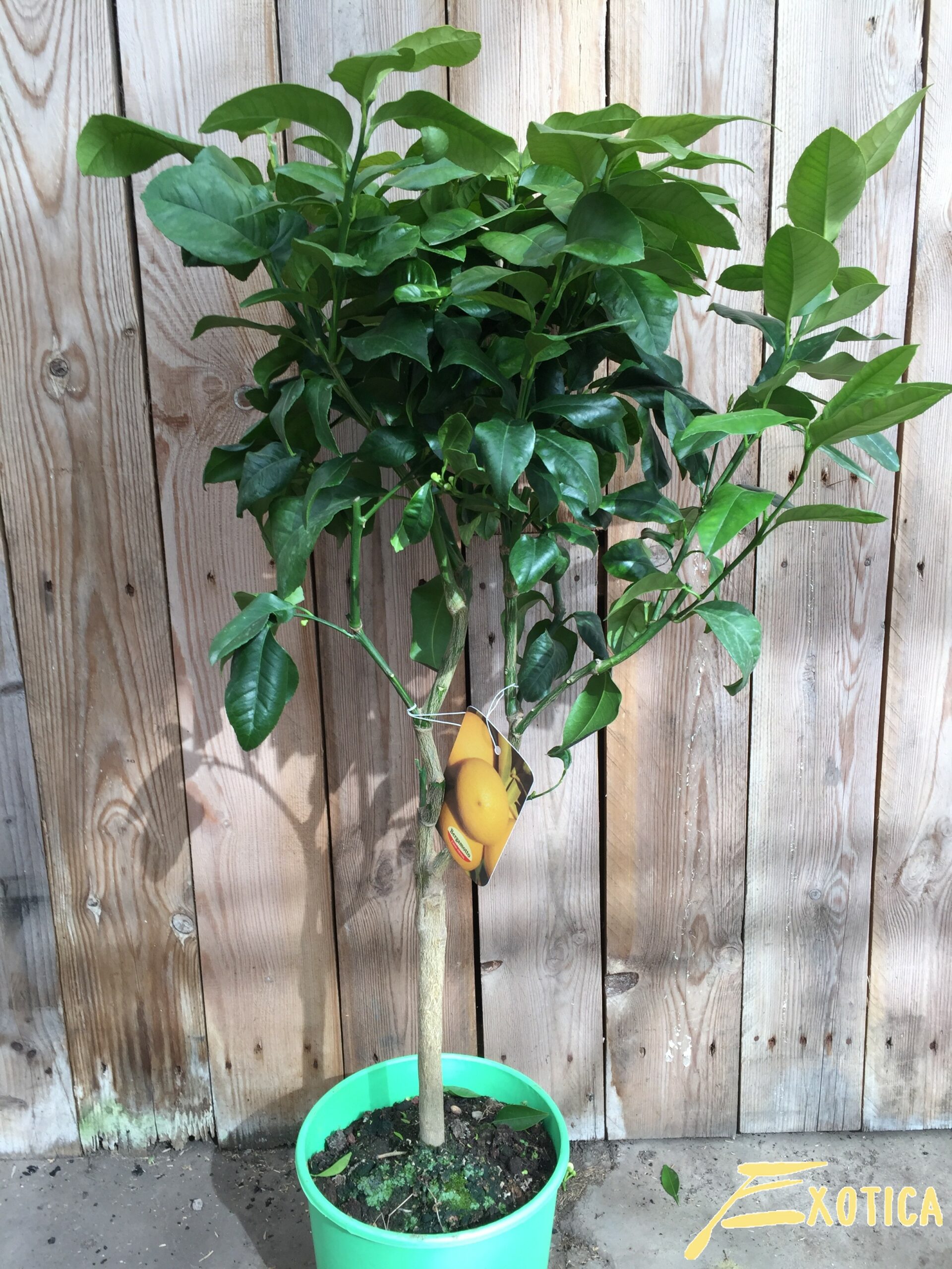 knelpunt Ondergeschikt Ontmoedigen Citrus Bergamia (Bergamot) – Plantencentrum Exotica