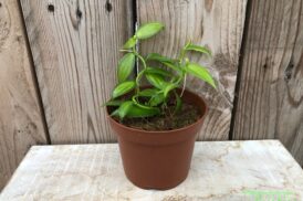 Vanilla planifolia variegata (Orchidée vanille)