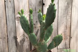 Opuntia Vulgaris (prickly pear)