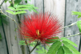 Calliandra Tweedii