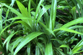 Pandanus Amaryllifolius – Pandan