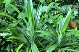 Pandanus Amaryllifolius – Pandan