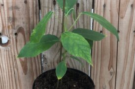 Sterculia Foetida – Java Olive