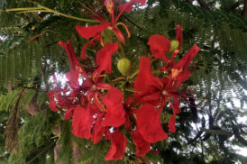 Delonix Regia – Extravagant