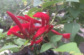 Erythrina bidwilii – Korallenbaum